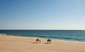 Camel Ride Cabo San Lucas